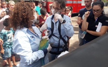 Guacamayos liberados fueron inspeccionados esta mañana