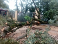 Tormenta derribó añoso árbol del santuario