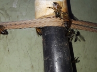 Vecinos en constante zozobra por culpa de abejas
